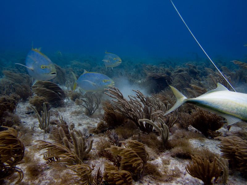 More Clear Water