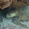 Winter Diving is the best