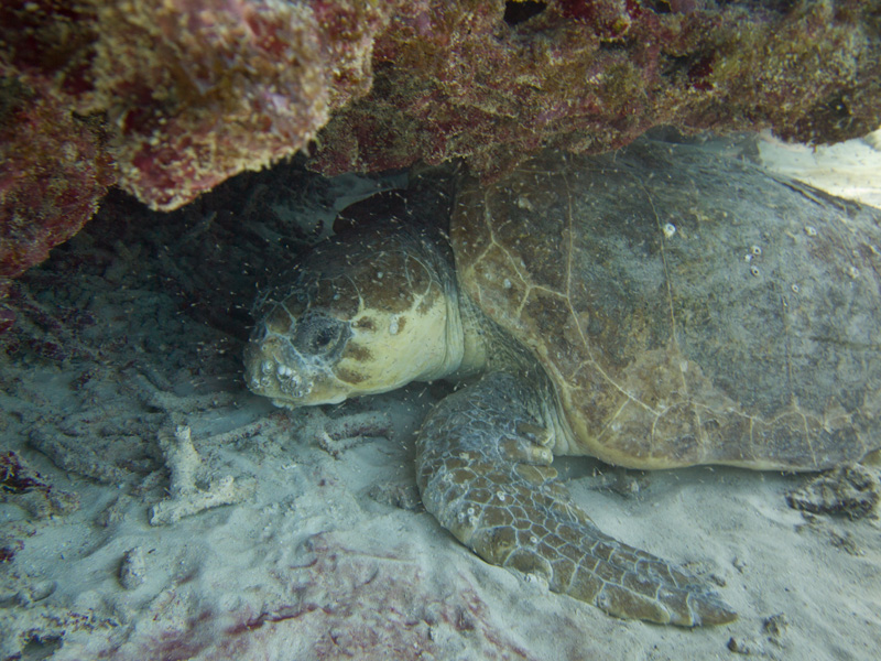 Winter Diving is the best