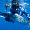 Winter Wahoo