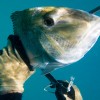 Grouper Season - No Photos