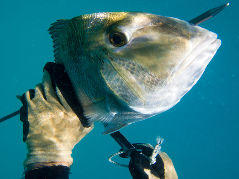 Grouper Season – No Photos
