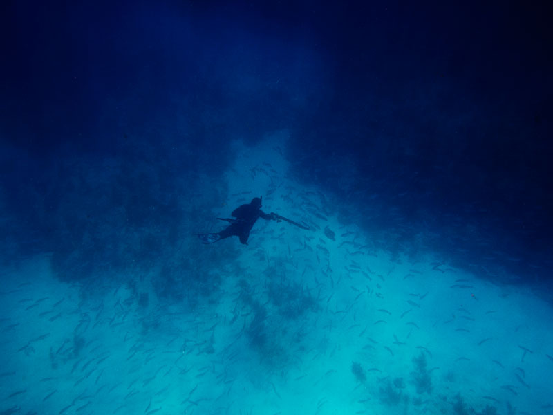 Endless Mangrove summer