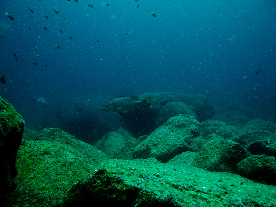 Trip to Baja part 2 : Sea of Cortez