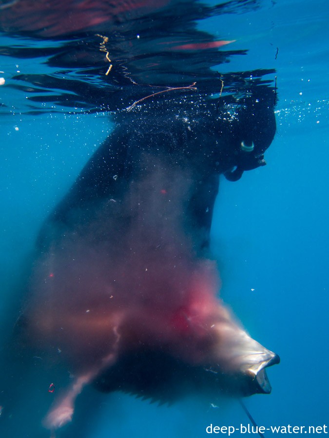 Grouper Opener …
