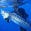 Whale Shark, Wahoo, Tiger Shark and groupers everywhere