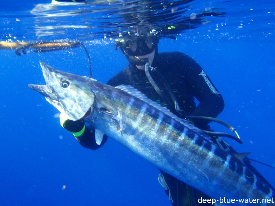 Whale Shark, Wahoo, Tiger Shark and groupers everywhere