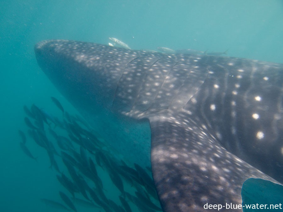 Whale Sharks