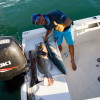 Fish are winning