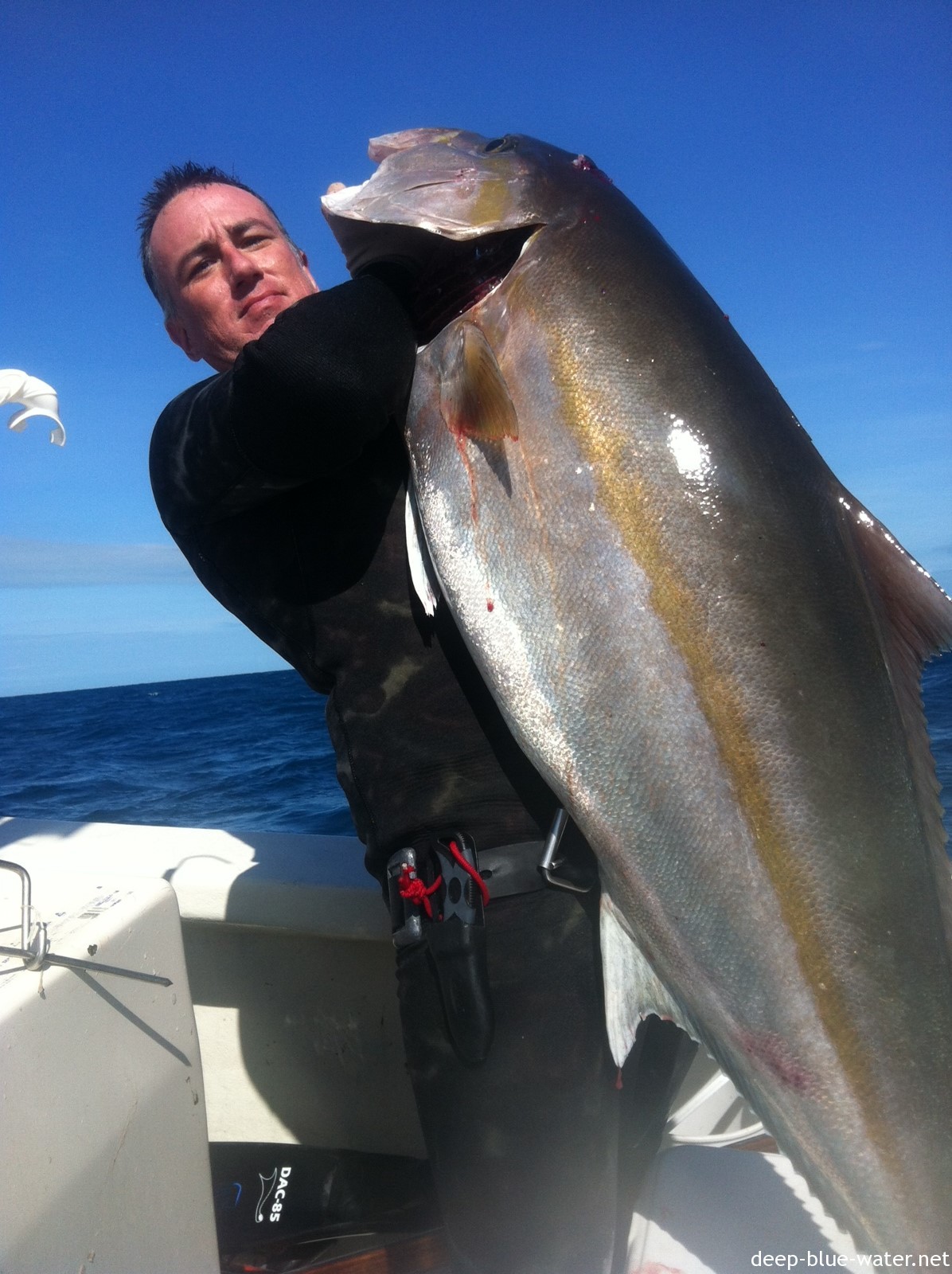Nice Amberjack
