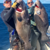 Pair of 48# Black Groupers