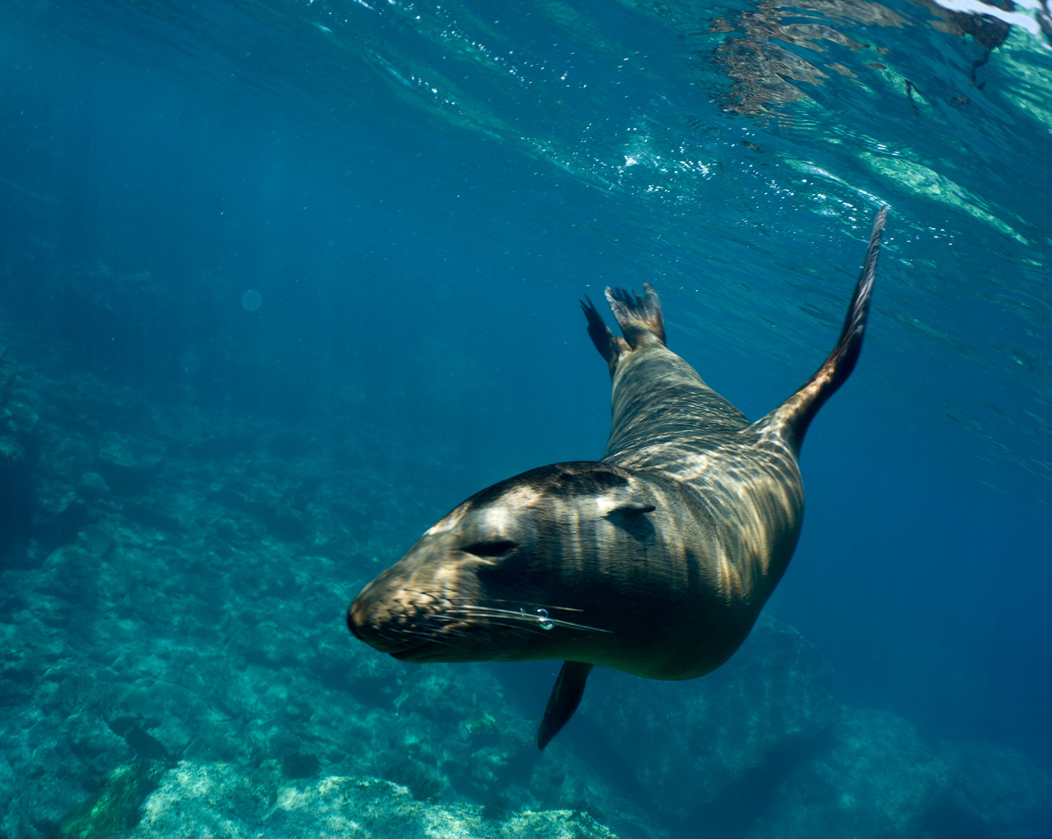 Mexico 2015 Part 2 – Sea lions